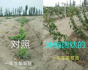 一年生葡萄：沖施闊鈦水溶肥和沒有沖施闊鈦水溶肥的對比圖！闊鈦好不好？請看上圖??！